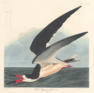 Black Skimmer by John James Audubon